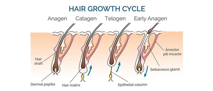 Hair Loss Causes and Solutions